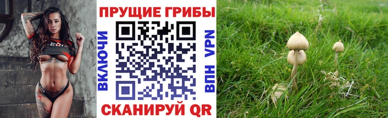 закладка MEGA как зайти Псилоцибиновые грибы мухоморы Лесозаводск